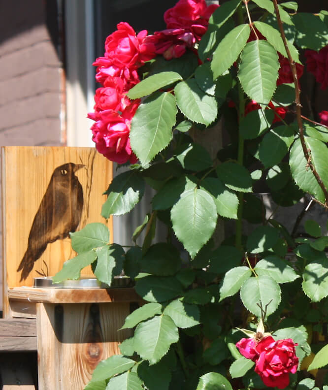 raven and roses