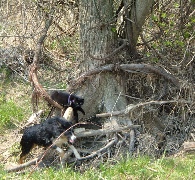 Pet-art on wood stool
